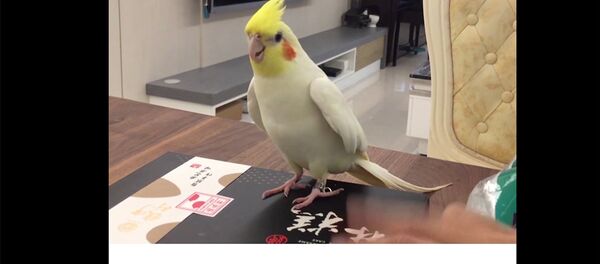 Четкая чечетка от попугая Тоторо Четкая чечетка от попугая Тоторо - Sputnik Узбекистан