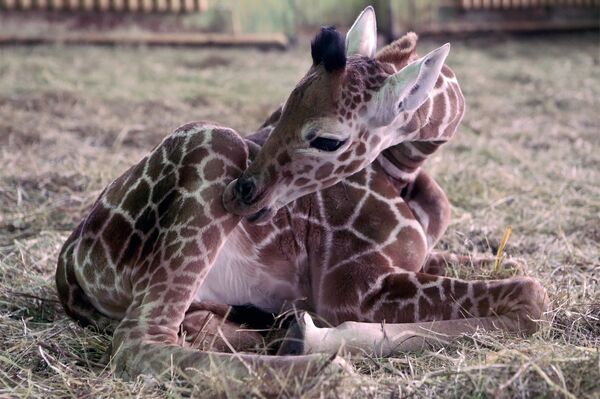 Детеныш жирафа появился на свет в калининградском зоопарке у самки Ивы и самца Меру - Sputnik Узбекистан