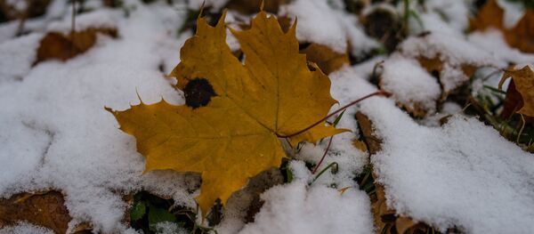 Первый снег Первый снег - Sputnik Ўзбекистон