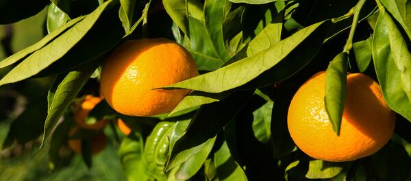 Sbor urojaya mandarinov v Gulripshe - Sputnik O‘zbekiston