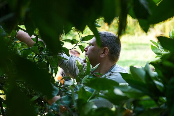 Сбор урожая мандаринов в Гулрыпше - Sputnik Узбекистан