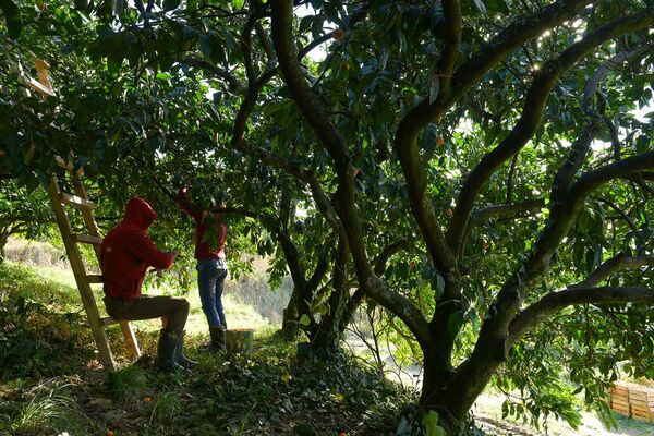 Сбор урожая мандаринов в Гулрыпше - Sputnik Узбекистан