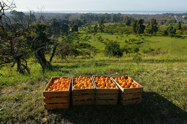Сбор урожая мандаринов в Гулрыпше - Sputnik Узбекистан