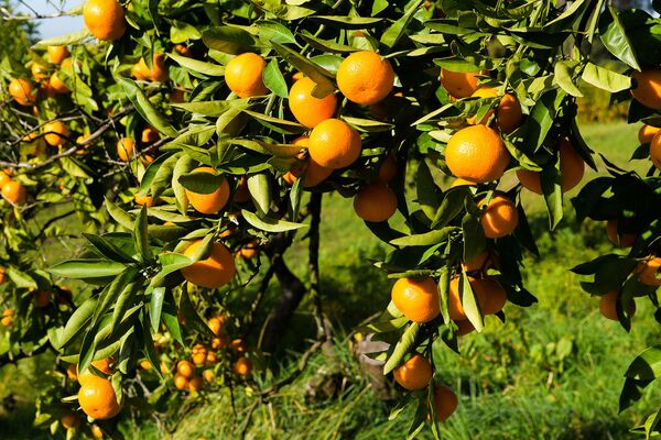 Сбор урожая мандаринов в Гулрыпше - Sputnik Узбекистан