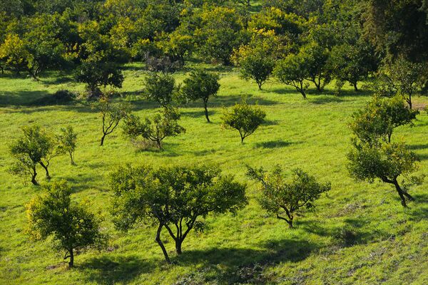 Сбор урожая мандаринов в Гулрыпше - Sputnik Узбекистан