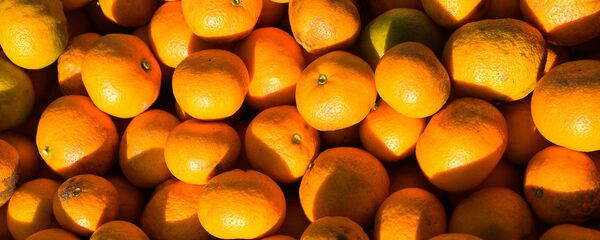 Sbor urojaya mandarinov v Gulripshe - Sputnik O‘zbekiston