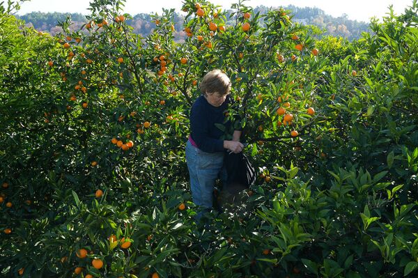 Сбор урожая мандаринов в Гулрыпше - Sputnik Узбекистан