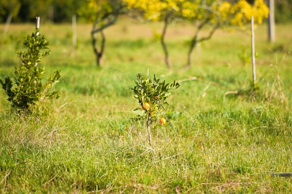 Сбор урожая мандаринов в Гулрыпше - Sputnik Узбекистан