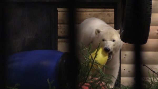 Белая медведица из Якутии осваивается в Ленинградском зоопарке - Sputnik Узбекистан