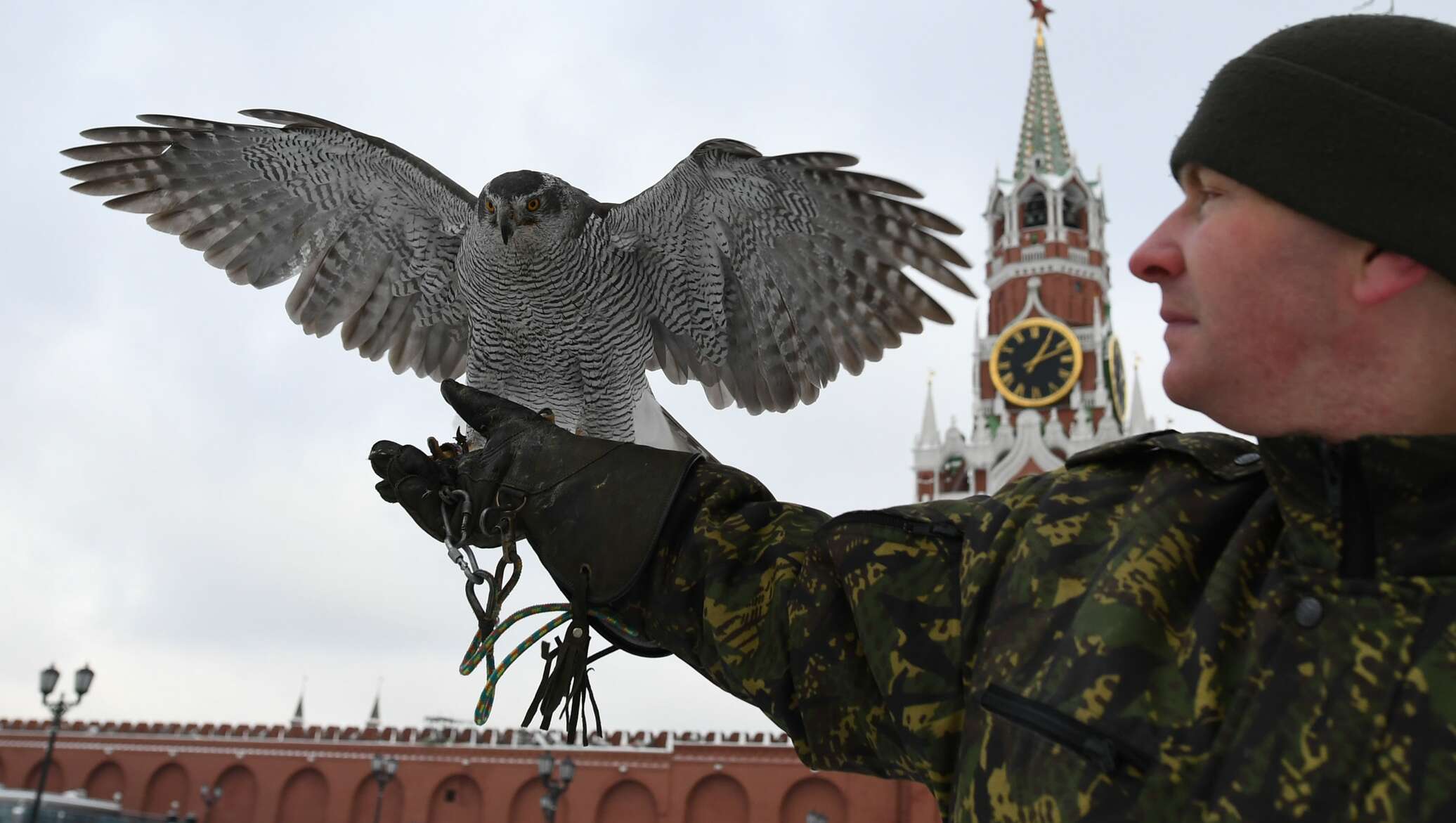 Дронов орлы. Ястреб-тетеревятник Альфа в Кремле. Ястребы на службе Кремля. Ястребиная служба Кремля. Соколиная служба Кремля.