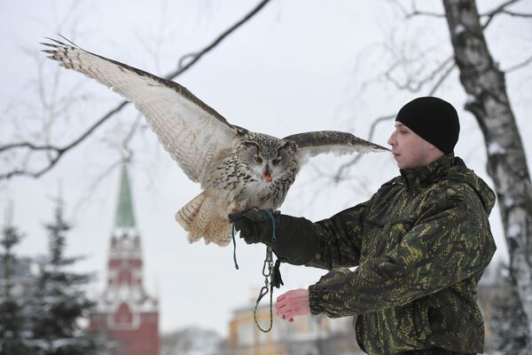 Moskva Kremlida ornitonologik xizmat 1970-yildan beri mavjud. - Sputnik O‘zbekiston