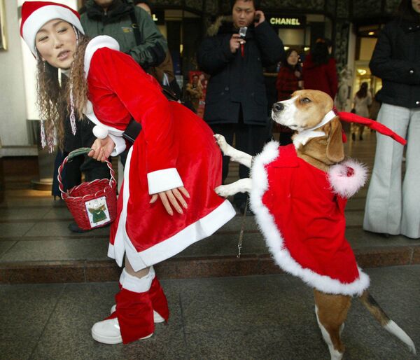Девушка с собакой, одетые в Санта-Клаусов, собирают пожертвования в магазине Сеула - Sputnik Узбекистан