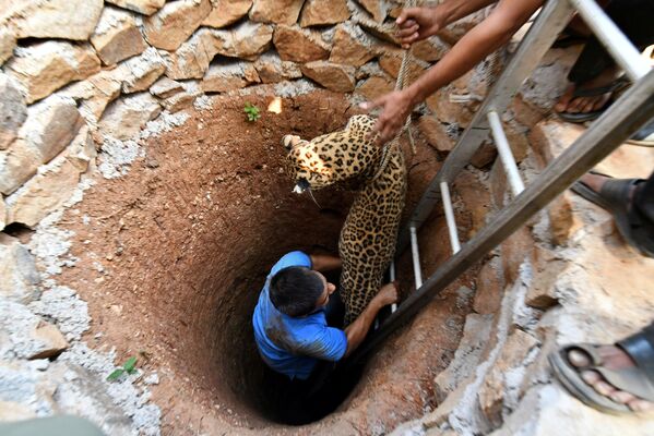 Спасение самки леопарда, свалившейся в колодец в окрестностях индийского города Гувахати - Sputnik Узбекистан