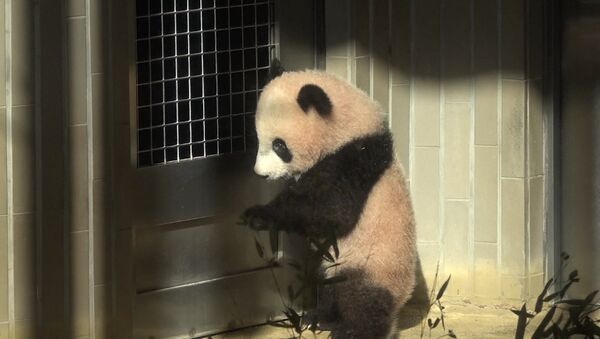 Шестимесячную панду впервые показали публике в токийском зоопарке - Sputnik Узбекистан