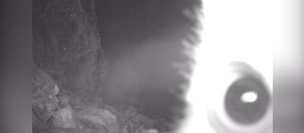 Фотоловушка также засняла гуляющего по ущелью снежного барса - Sputnik Узбекистан