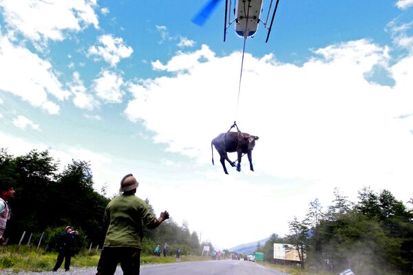 Транспортировка вертолетом коровы из деревни Санта Лючия, накрытой оползнем в Чили - Sputnik Узбекистан