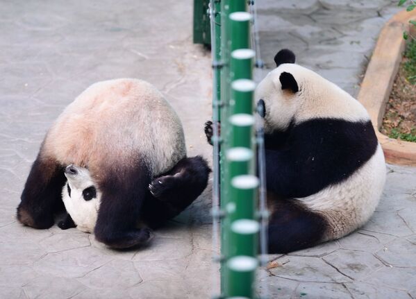 Панды играют в зоопарке Шэньяна, Китай - Sputnik Узбекистан