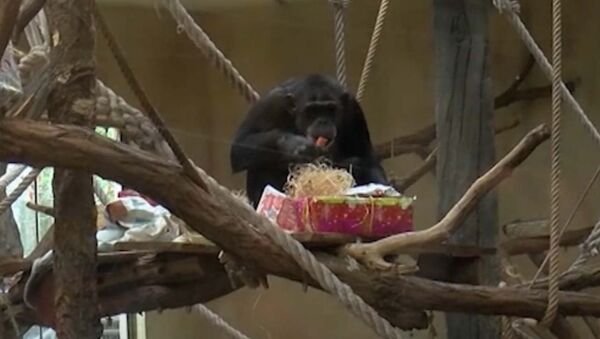 Животные в немецком зоопарке получили рождественские подарки - Sputnik Узбекистан