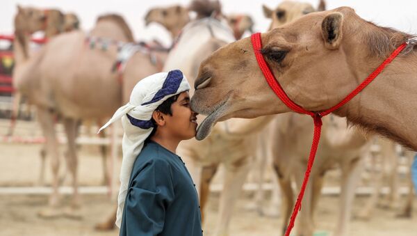 Мальчик рядом с верблюдом на фестивале верблюдов Аль-Дафра в ОАЭ - Sputnik Узбекистан
