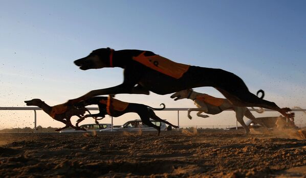 Арабские салюки во время гонки на фестивале верблюдов Аль-Дафра в ОАЭ - Sputnik Узбекистан