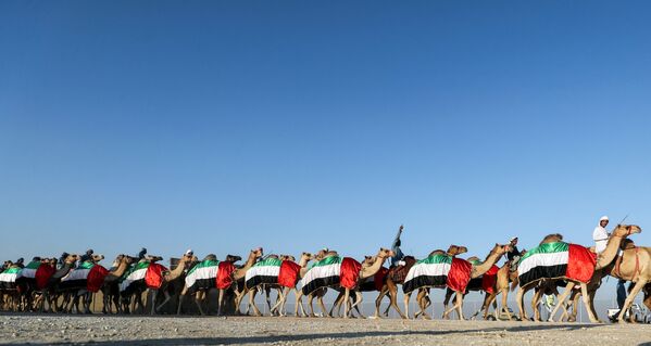 Фестиваль верблюдов Аль-Дафра в ОАЭ - Sputnik Узбекистан