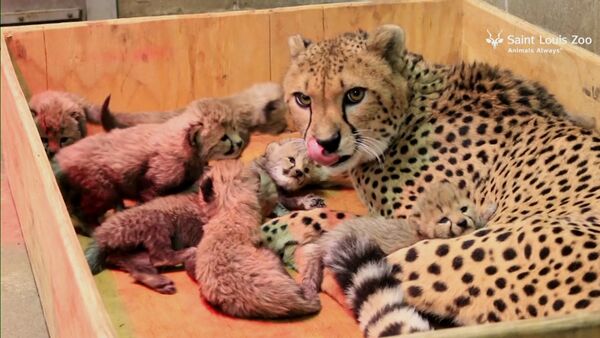 СПУТНИК_Восемь детенышей родились у самки гепарда в зоопарке Сент-Луиса - Sputnik Узбекистан