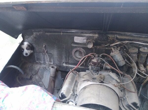 Узбекские спасатели вытащили щенка из моторного отсека автомобиля Узбекские спасатели вытащили щенка из моторного отсека автомобиля - Sputnik Узбекистан