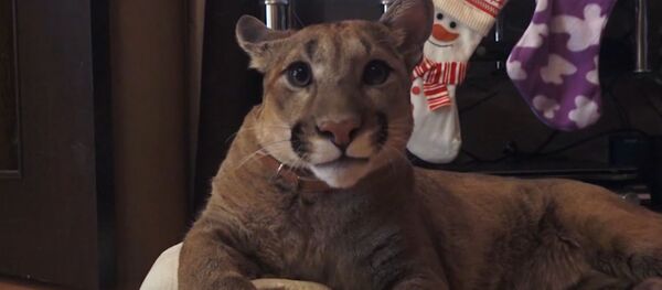 В российской семье живет настоящая пума - Sputnik Узбекистан