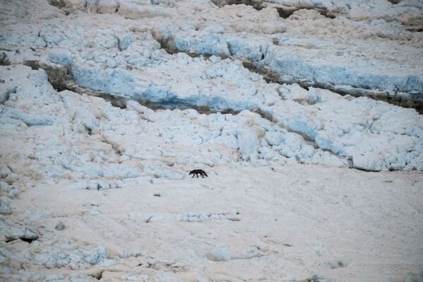 Наиболее красочный вид на водопад открывается с канадского берега. В нескольких сотнях метров ниже по течению от водопада через Ниагару перекинут Радужный мост, открытый для передвижения легкового автотранспорта и пешеходов между двумя странами. - Sputnik Узбекистан