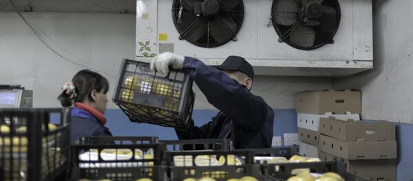 Разгрузка и фасовка на территории овощебазы - Sputnik Узбекистан