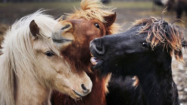 Исландские лошади пасутся в своем загоне в Верхайме, Германия - Sputnik Узбекистан