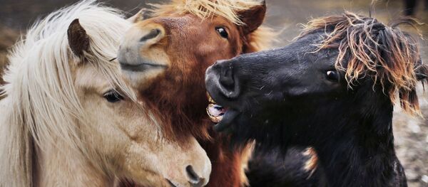 Исландские лошади пасутся в своем загоне в Верхайме, Германия Исландские лошади пасутся в своем загоне в Верхайме, Германия - Sputnik Узбекистан