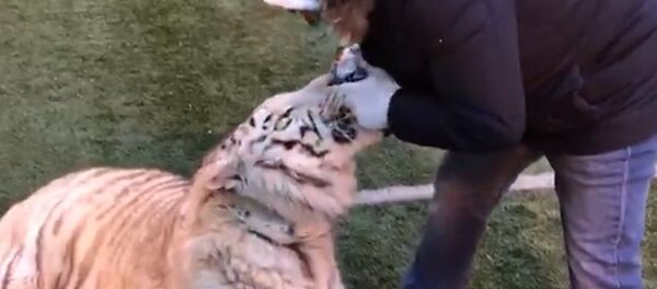 Этот белый тигр без ума от игр с мячом! Этот белый тигр без ума от игр с мячом! - Sputnik Узбекистан