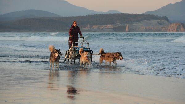 Мужчина едет на коляске, запряженной ездовыми собаками, по побережью острова Кунашир - Sputnik Узбекистан
