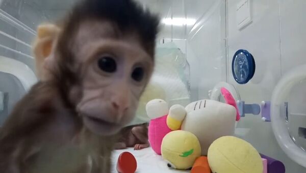 Китайские ученые показали первых в мире клонированных приматов - Sputnik Узбекистан