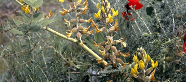 Плантации опиума - Sputnik Узбекистан