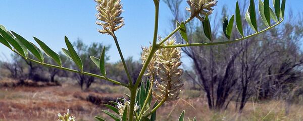 Растение солодка (лат. Glycyrrhíza) - Sputnik Узбекистан