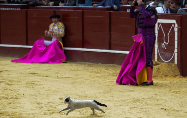 Кот, выбежавший на арену во время боя быков в Боготе, Колумбия - Sputnik Узбекистан