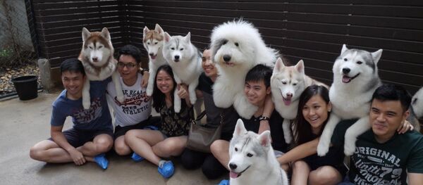 СПУТНИК_Кафе с собаками в Бангкоке СПУТНИК_Кафе с собаками в Бангкоке - Sputnik Узбекистан