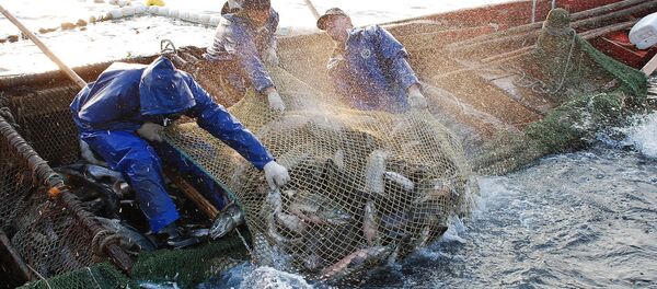 Добыча рыбы - Sputnik Узбекистан