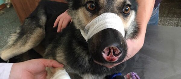 СПУТНИК_Пес-инвалид из Улан-Удэ нашел хозяйку и дом СПУТНИК_Пес-инвалид из Улан-Удэ нашел хозяйку и дом - Sputnik Узбекистан