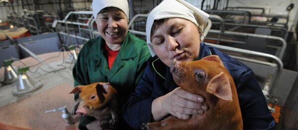 Свинокомплекс Свинокомплекс - Sputnik Узбекистан