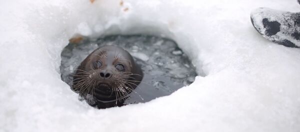 СПУТНИК_Нерпа не хочет возвращаться в дикую природу - Sputnik Узбекистан