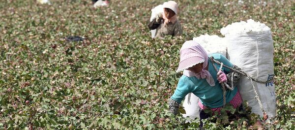 Сбор хлопка Сбор хлопка - Sputnik Ўзбекистон