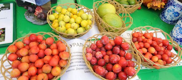 Фрукты, представленные на сельскохозяйственной выставке - Sputnik Узбекистан