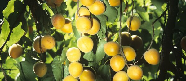 Абрикос Абрикос - Sputnik Ўзбекистон