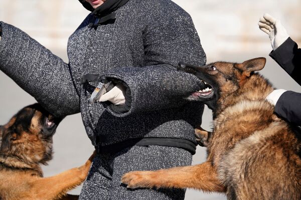 Тренировка охранных собак в Запретном городе в Пекине - Sputnik Узбекистан