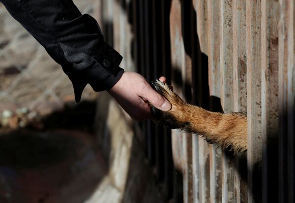 Охранная собака в Запретном городе в Пекине - Sputnik Узбекистан
