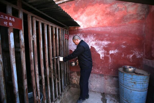 Кормление охранных собак в клетке Запретного города в Пекине - Sputnik Узбекистан