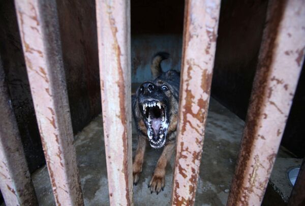 Охранная собака в клетке Запретного города в Пекине - Sputnik Узбекистан